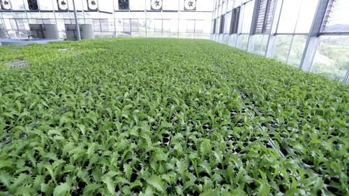 重庆成功研发智能 叶菜工厂 从播种 育苗到收割全程由机器人来做